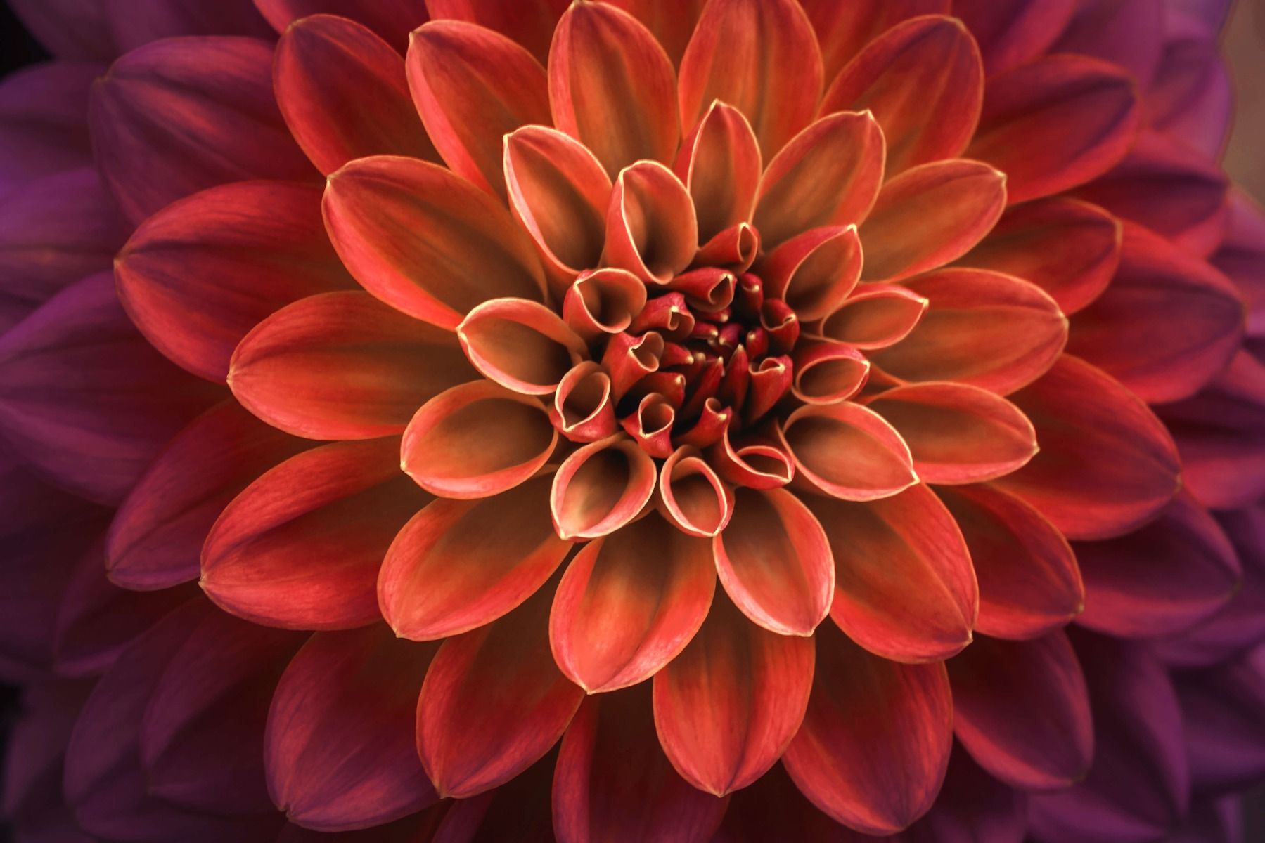 Farbige Dahlie