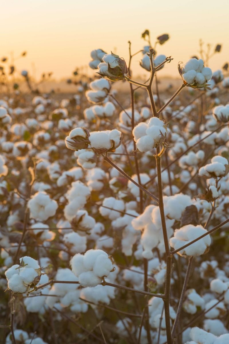Baumwollfeld mit goldgelbem Himmel