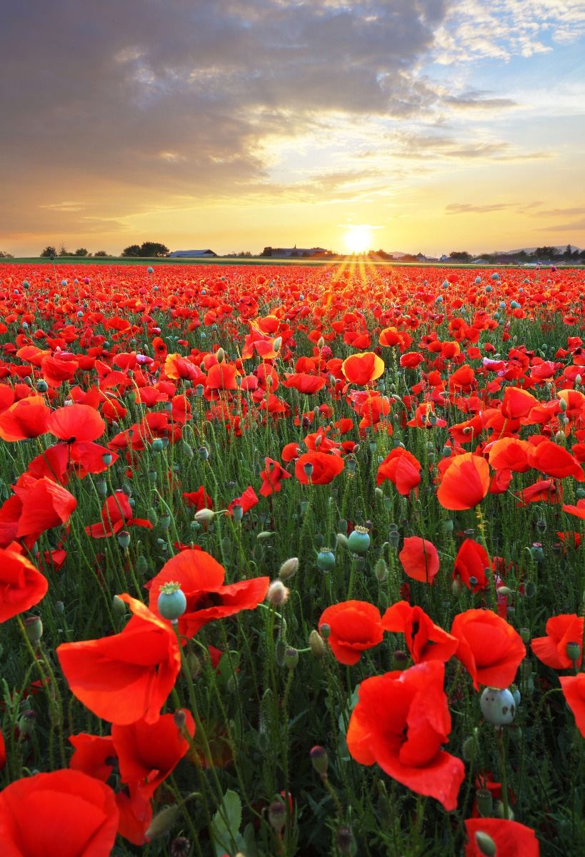 Mohnblumen bei Sonnenuntergang