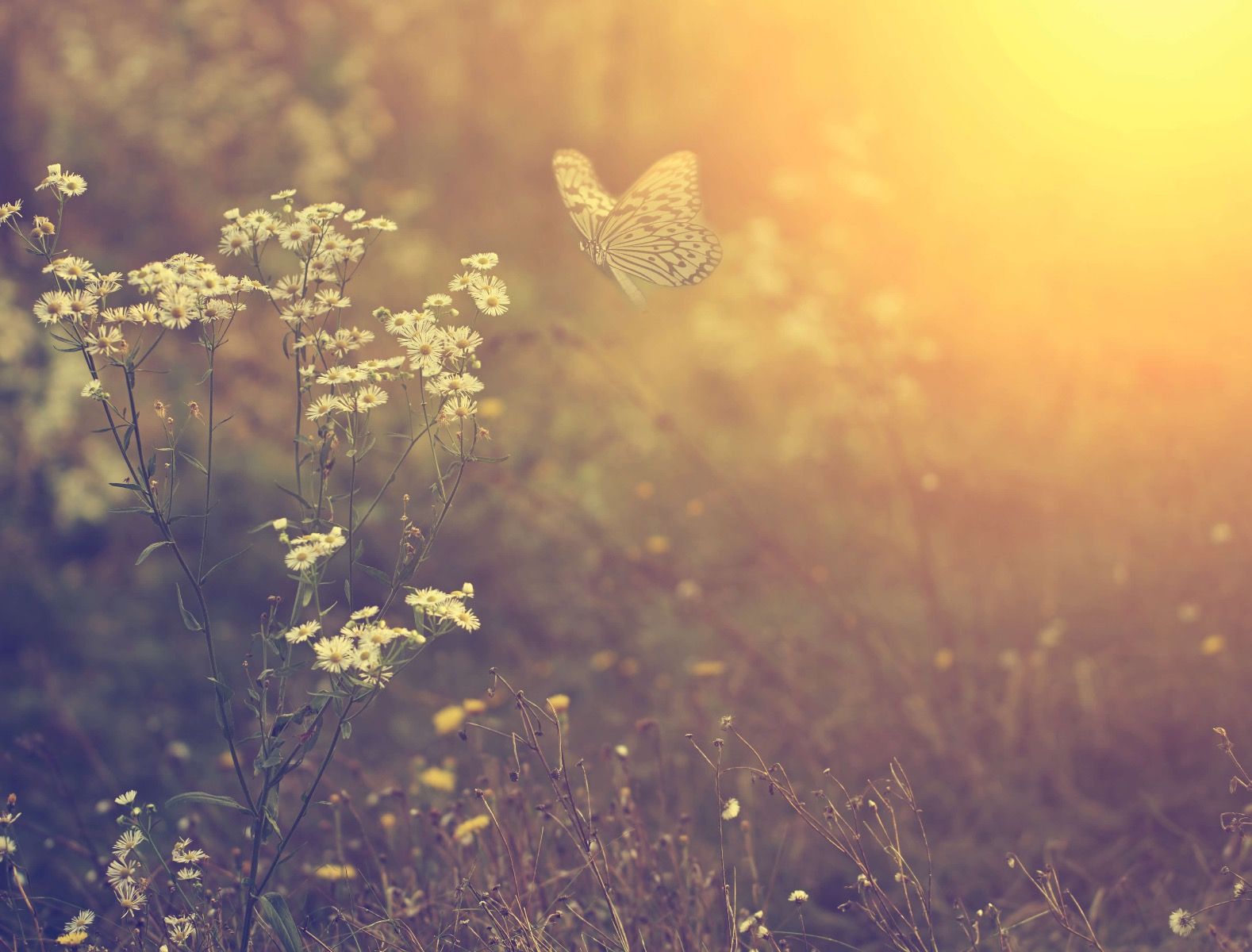 Schmetterling mit Blumen