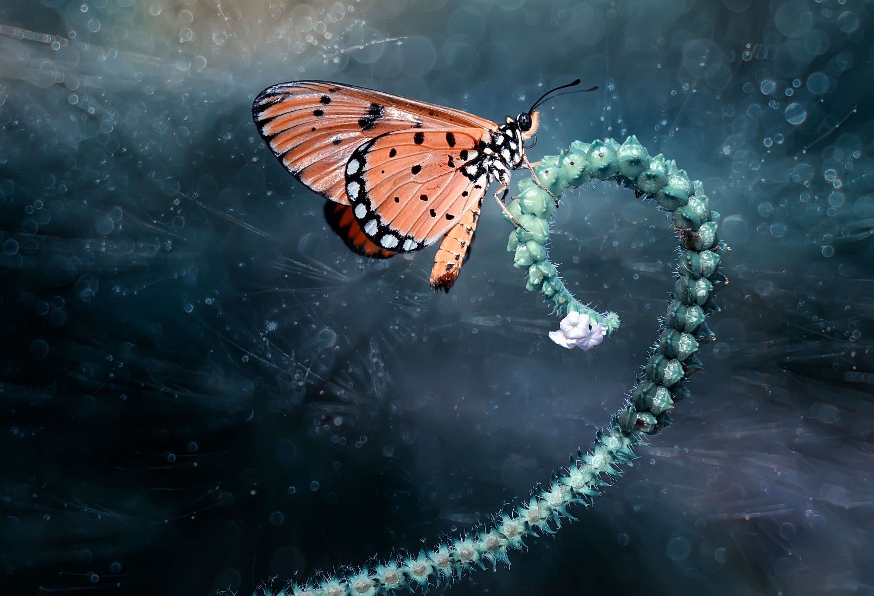 Schmetterling auf Zweig