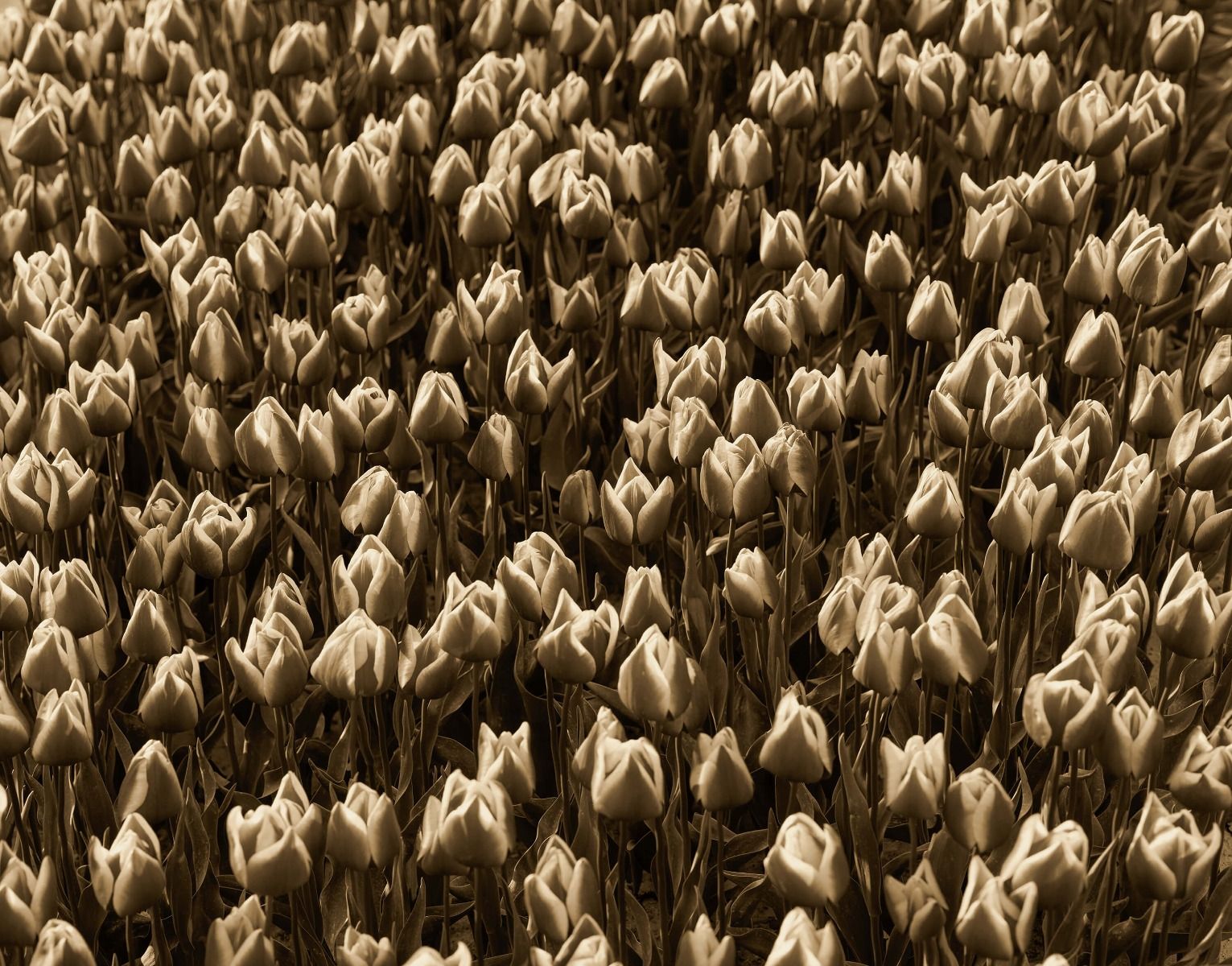 Goldene Tulpen