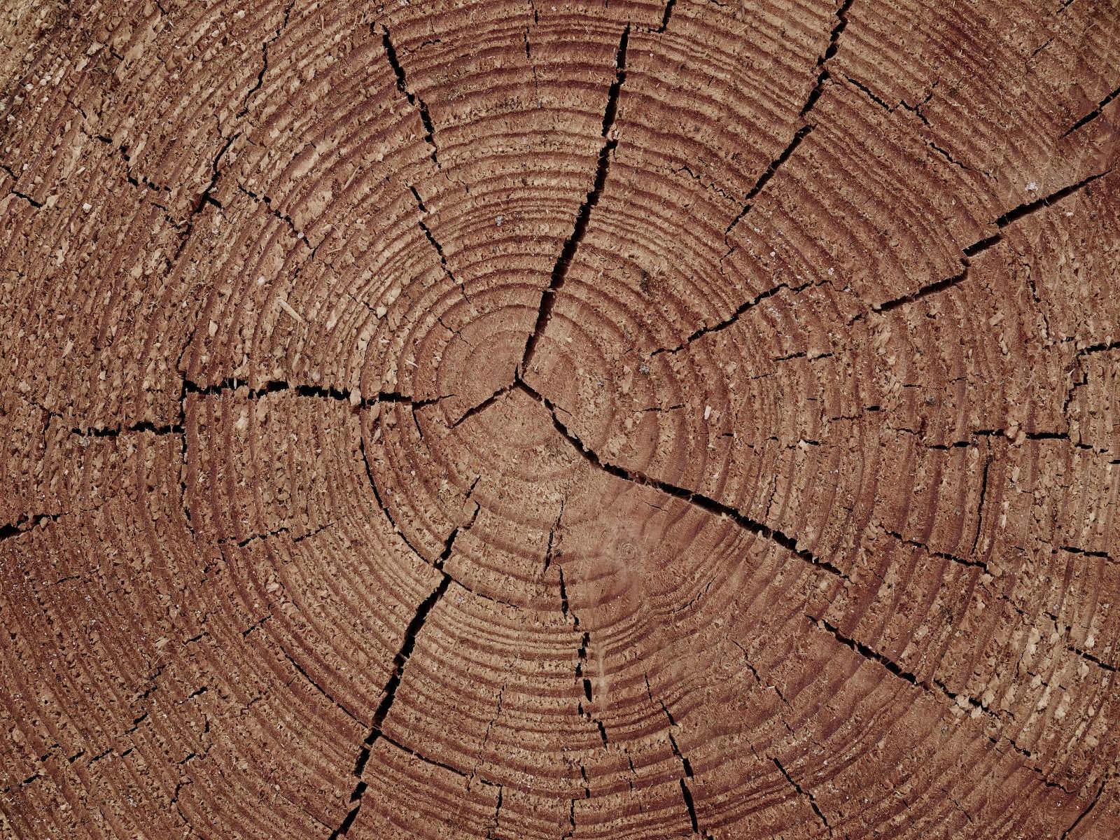 Stamm mit Jahresringen