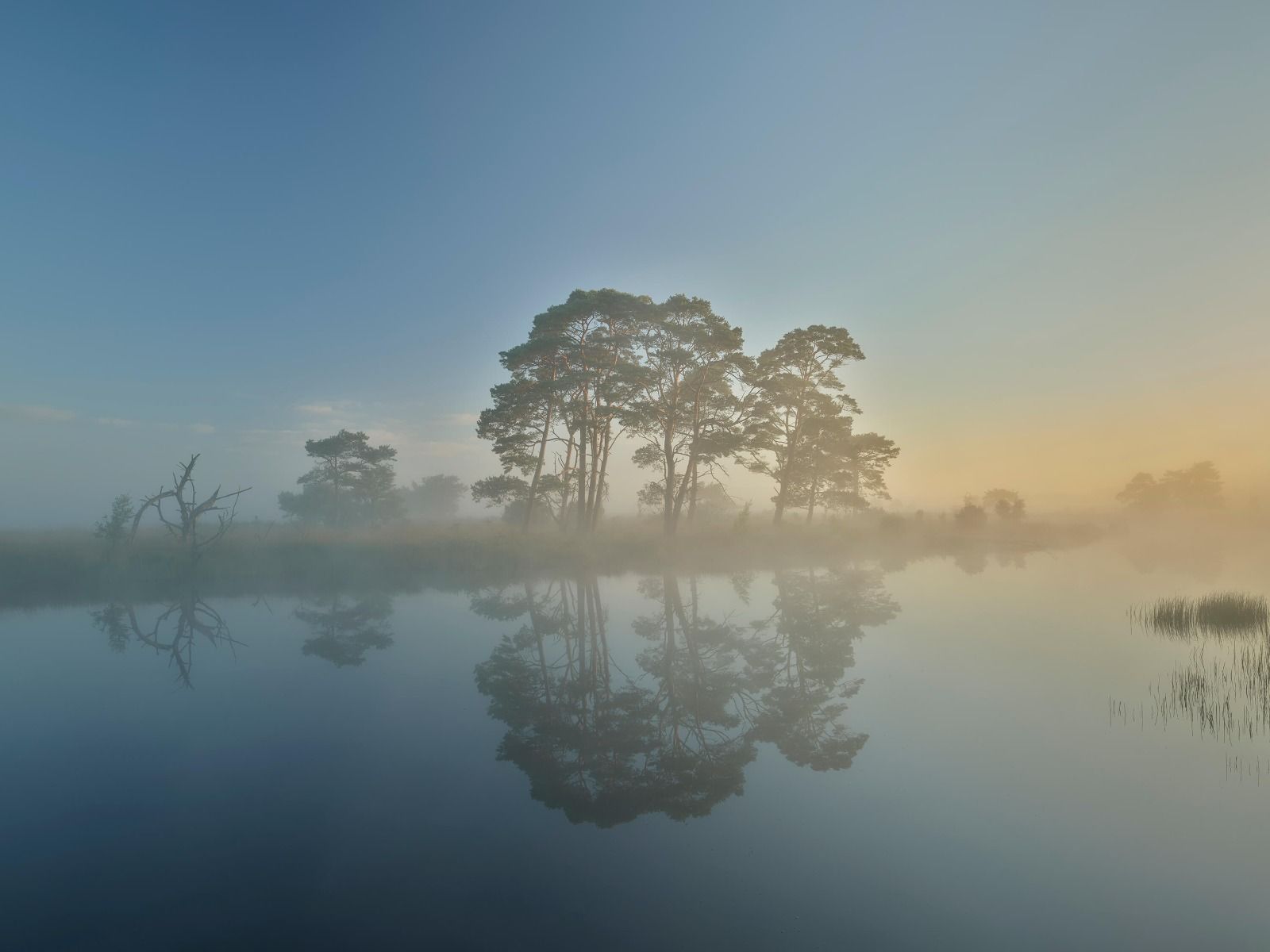 Nebel in der Heide