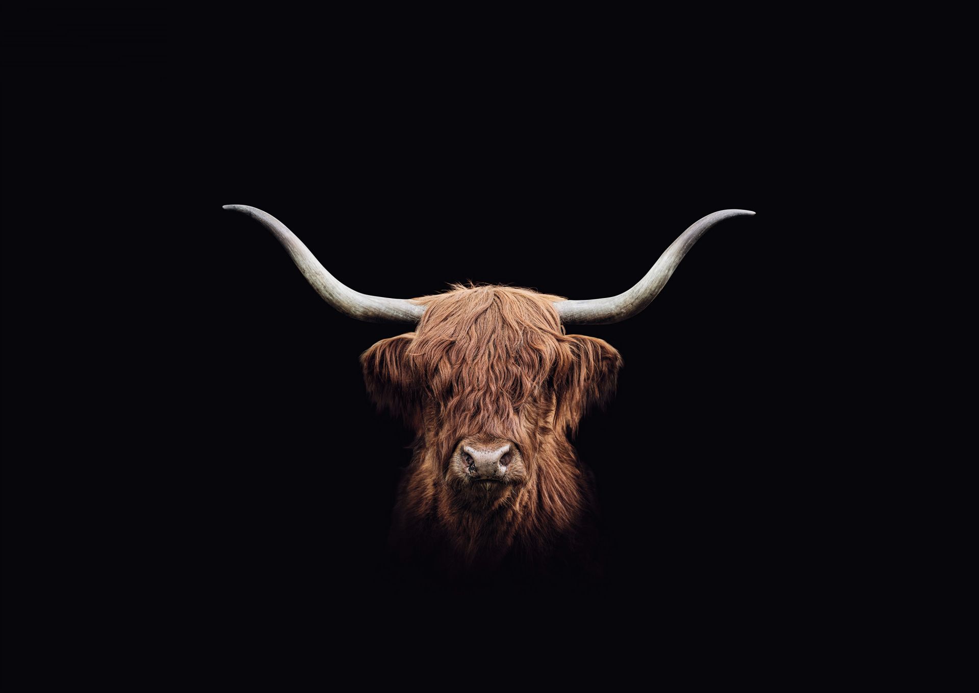 Alte Schottischer Hochländer