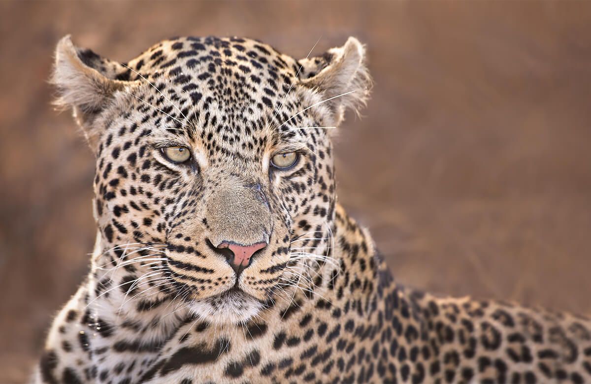 Leopard Porträt