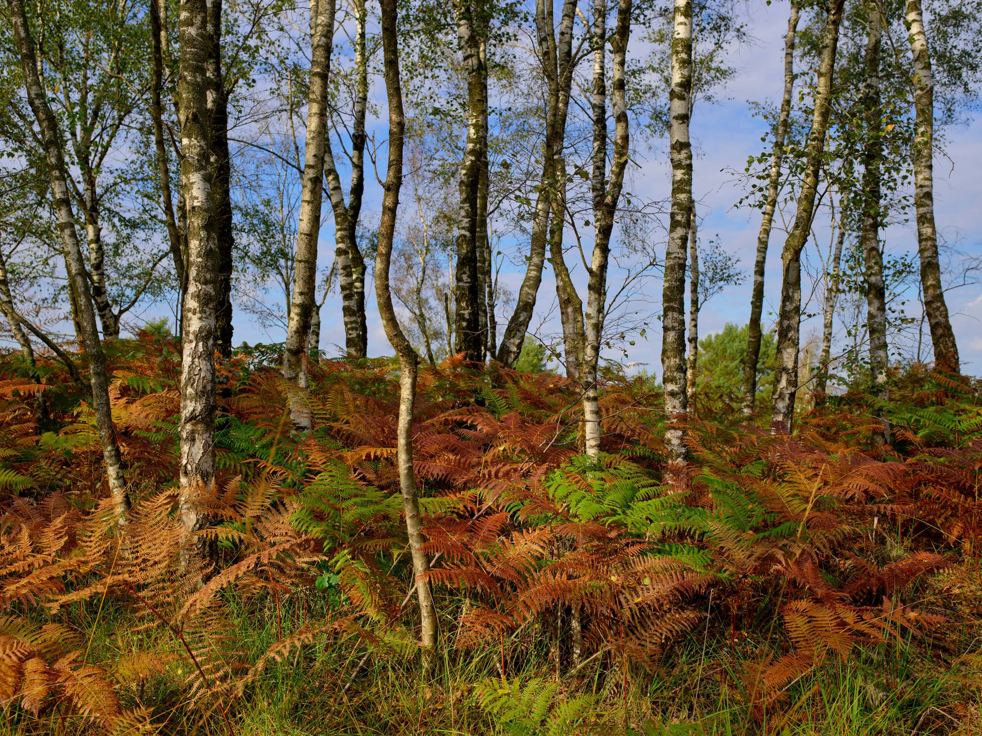 Birken mit farbigen Farnen