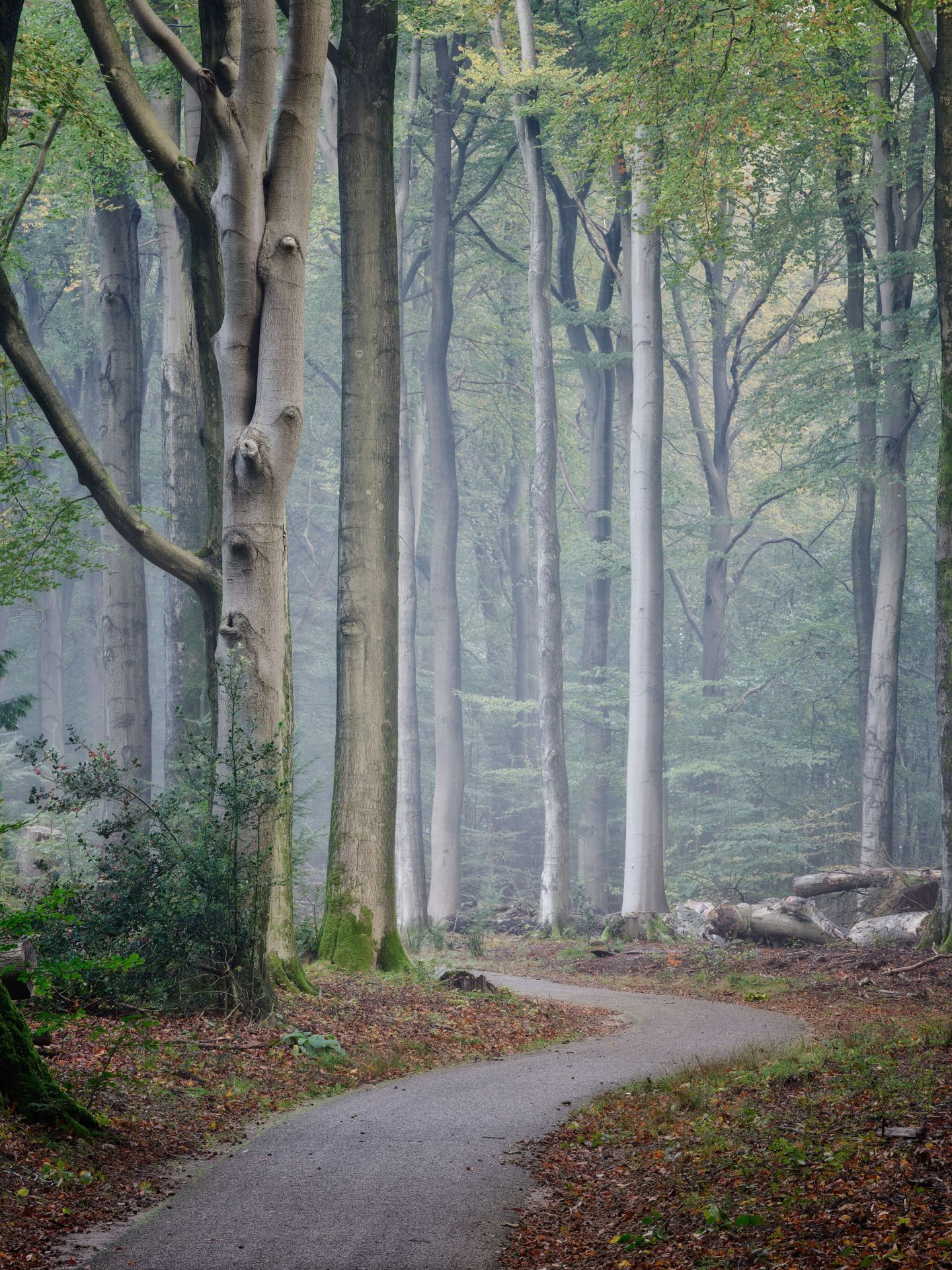 Weg durch den Wald