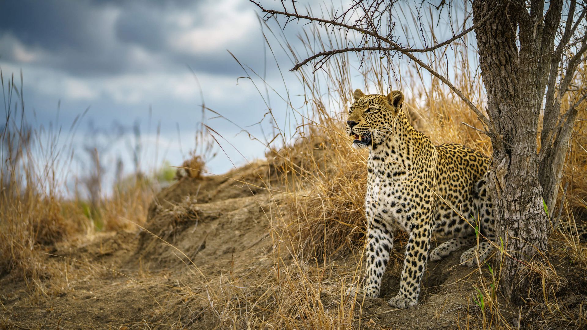Leopard auf der Suche