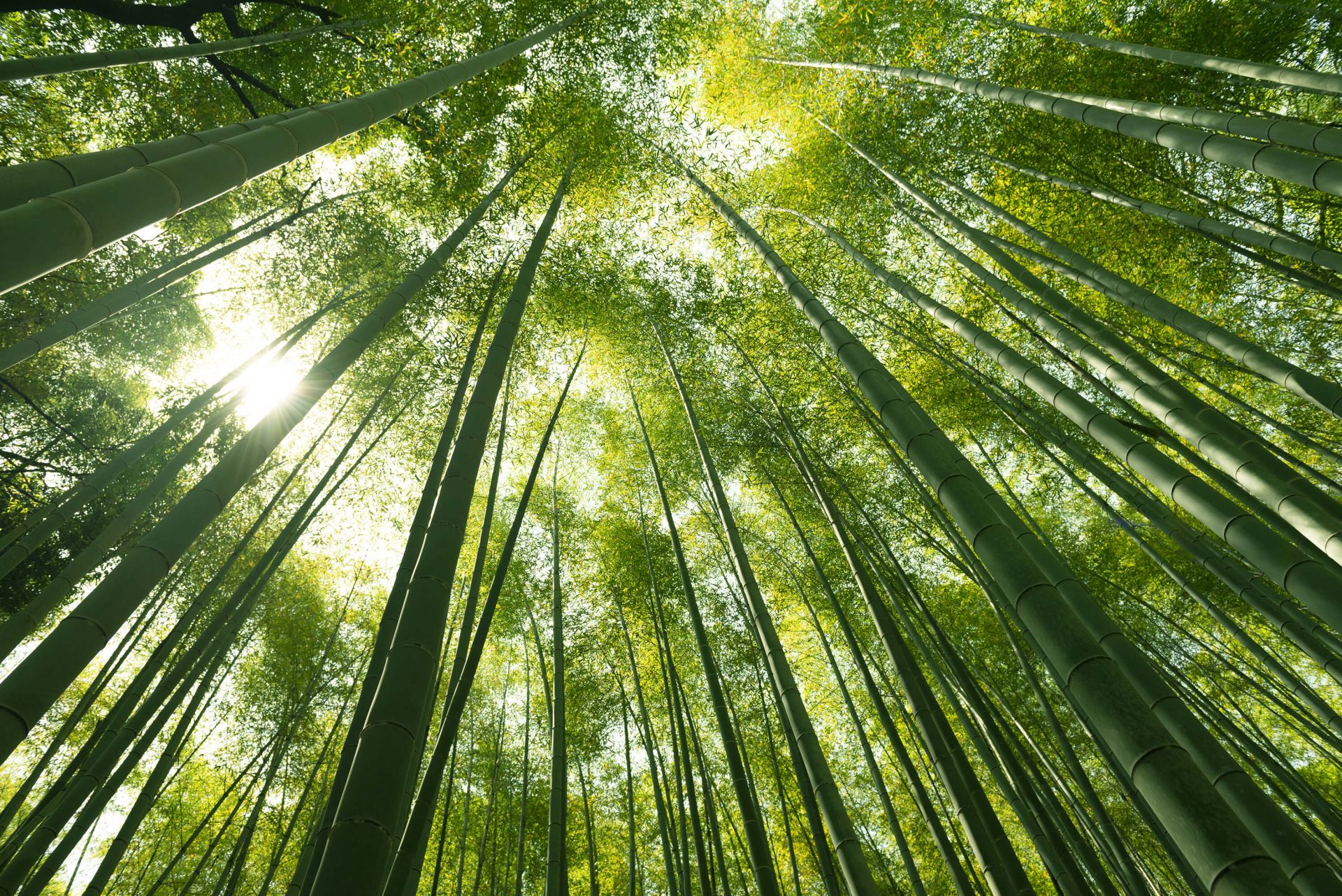 Bambuswald in Japan