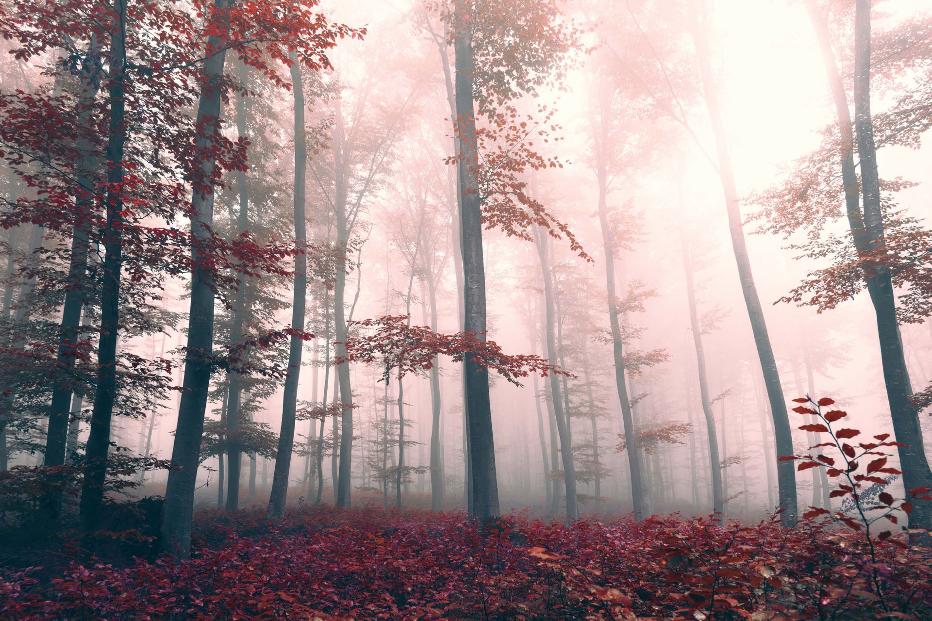 Rote Waldlandschaft