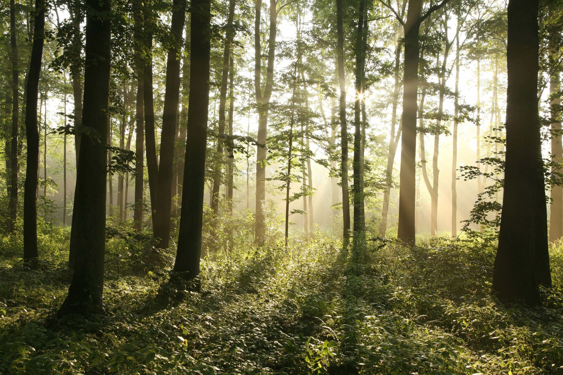 Nebliger Laubwald