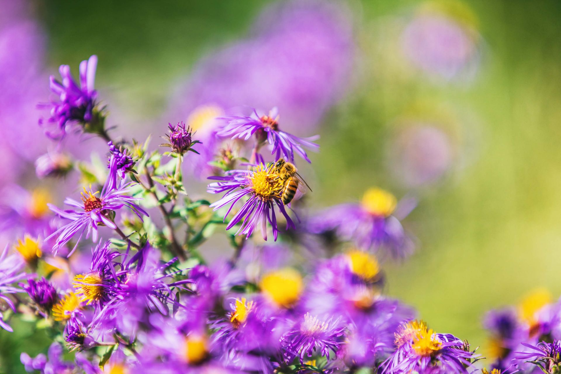 Lila Blumen
