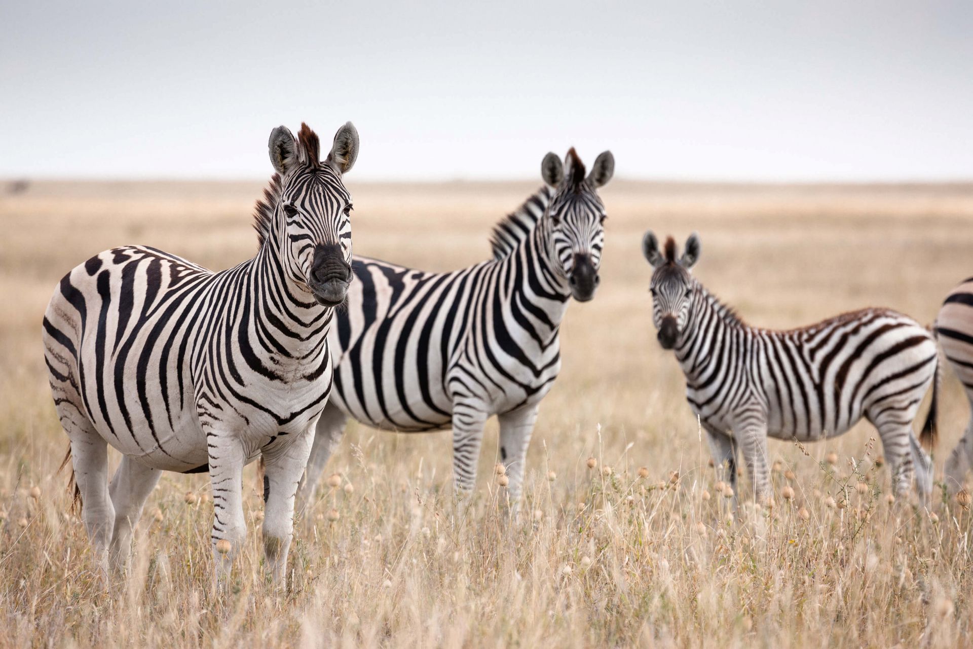 Zebras in der Natur