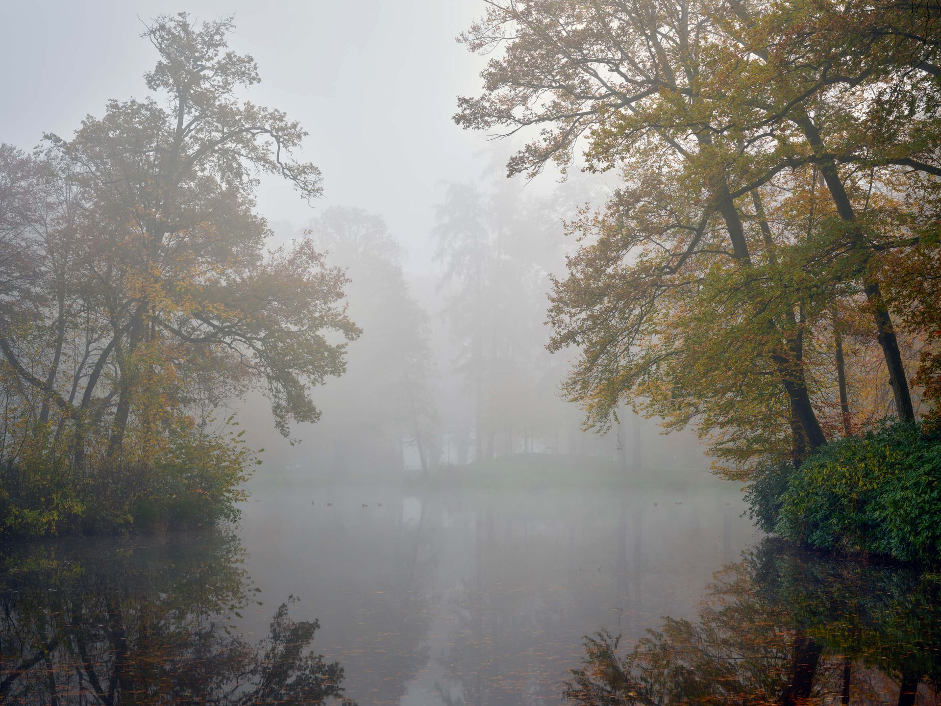 Waldteich im Nebel