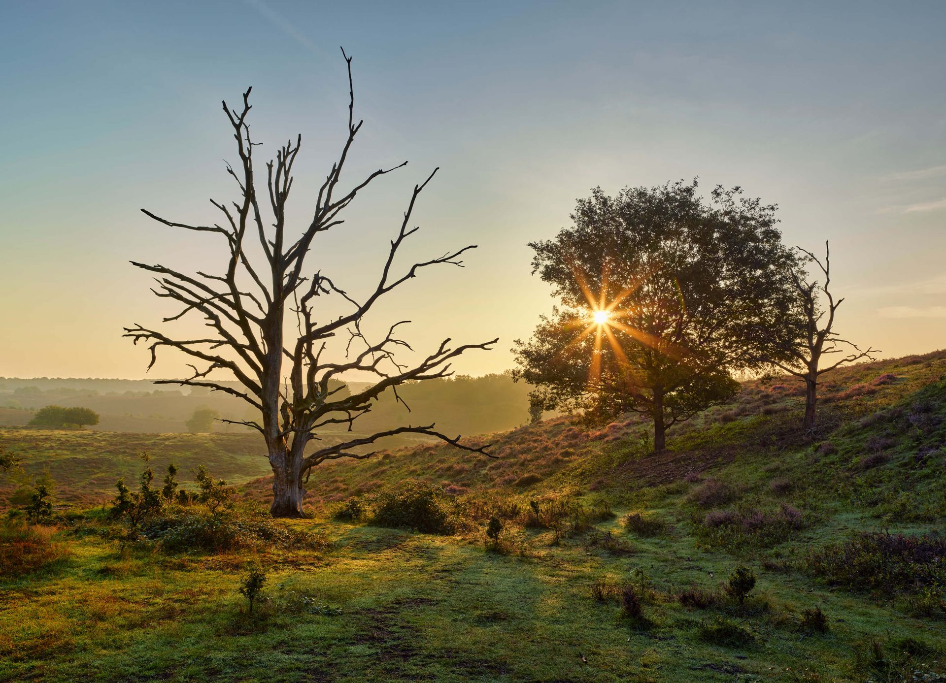 Aufgehende Sonne auf der Heide