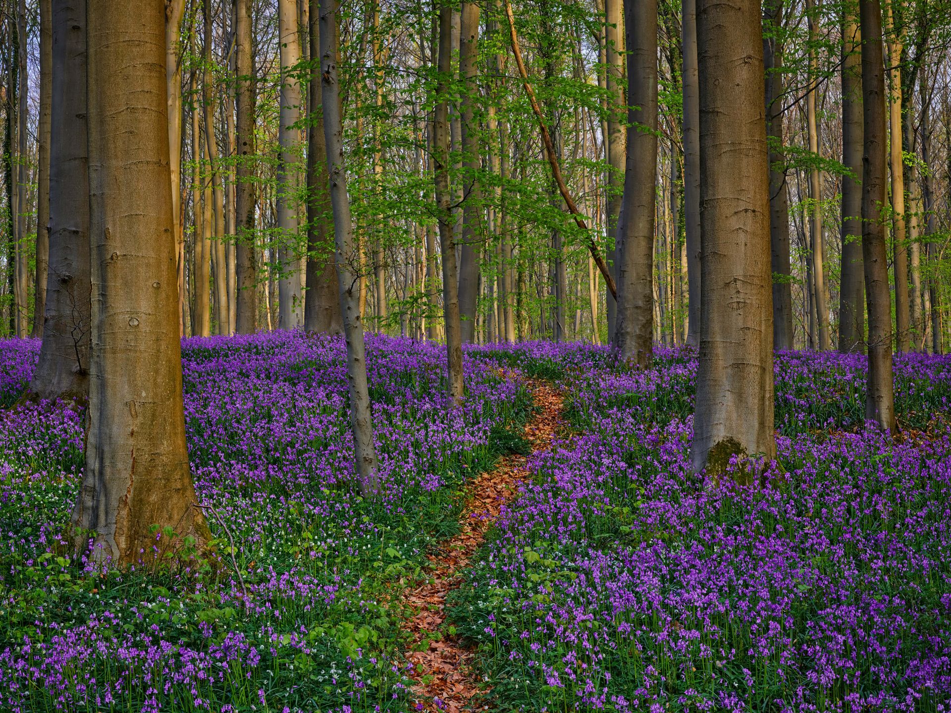 Schöner Weg durch den Wald