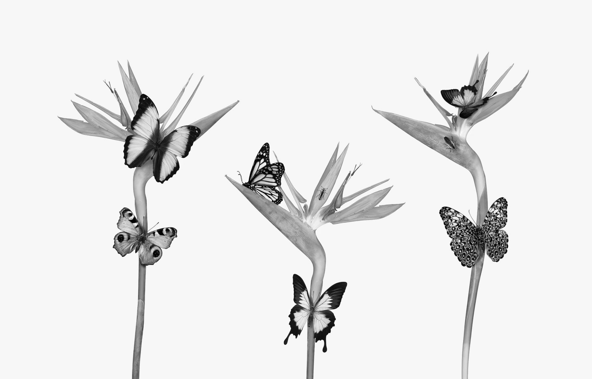 Schmetterlinge auf Paradiesvogelblumen