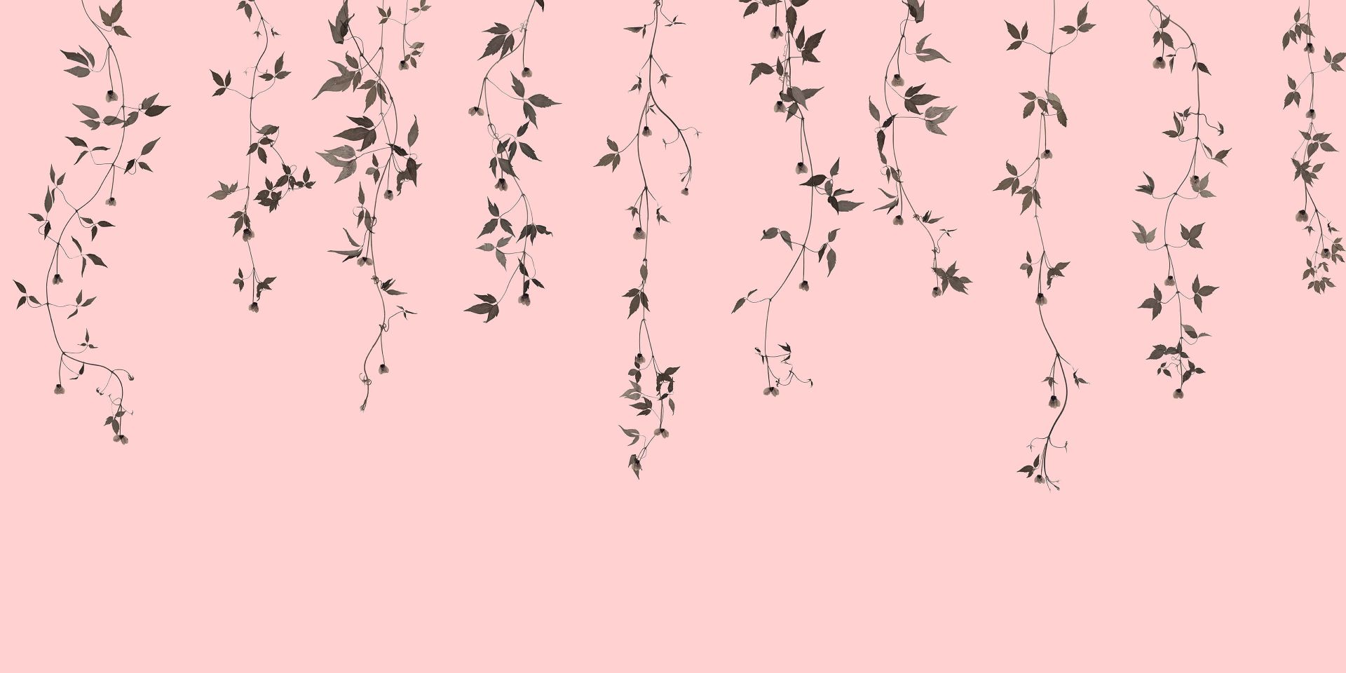 Clematiszweige auf rosa