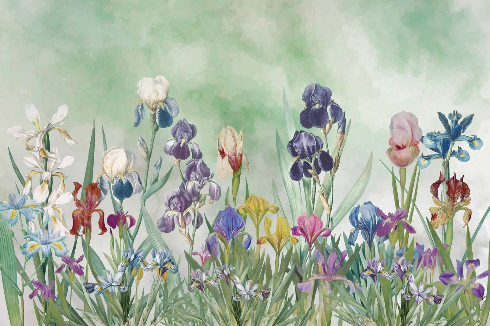 Iris Field 2