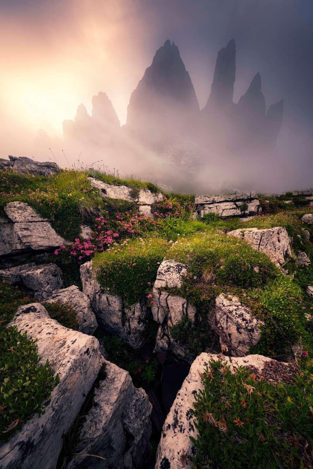 Nebelige Berggipfel und Alpenblumen
