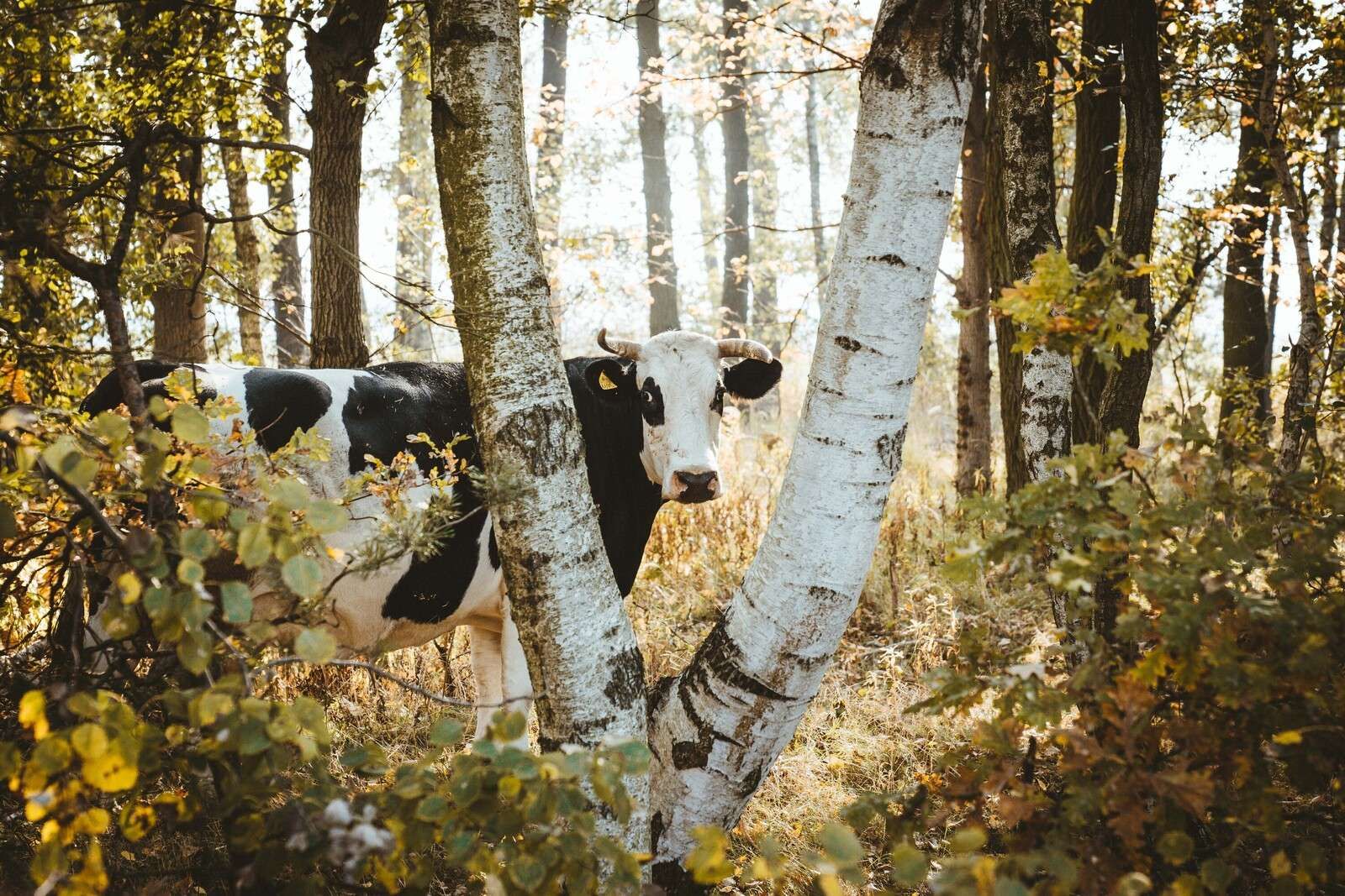 Neugierige Kuh im Wald