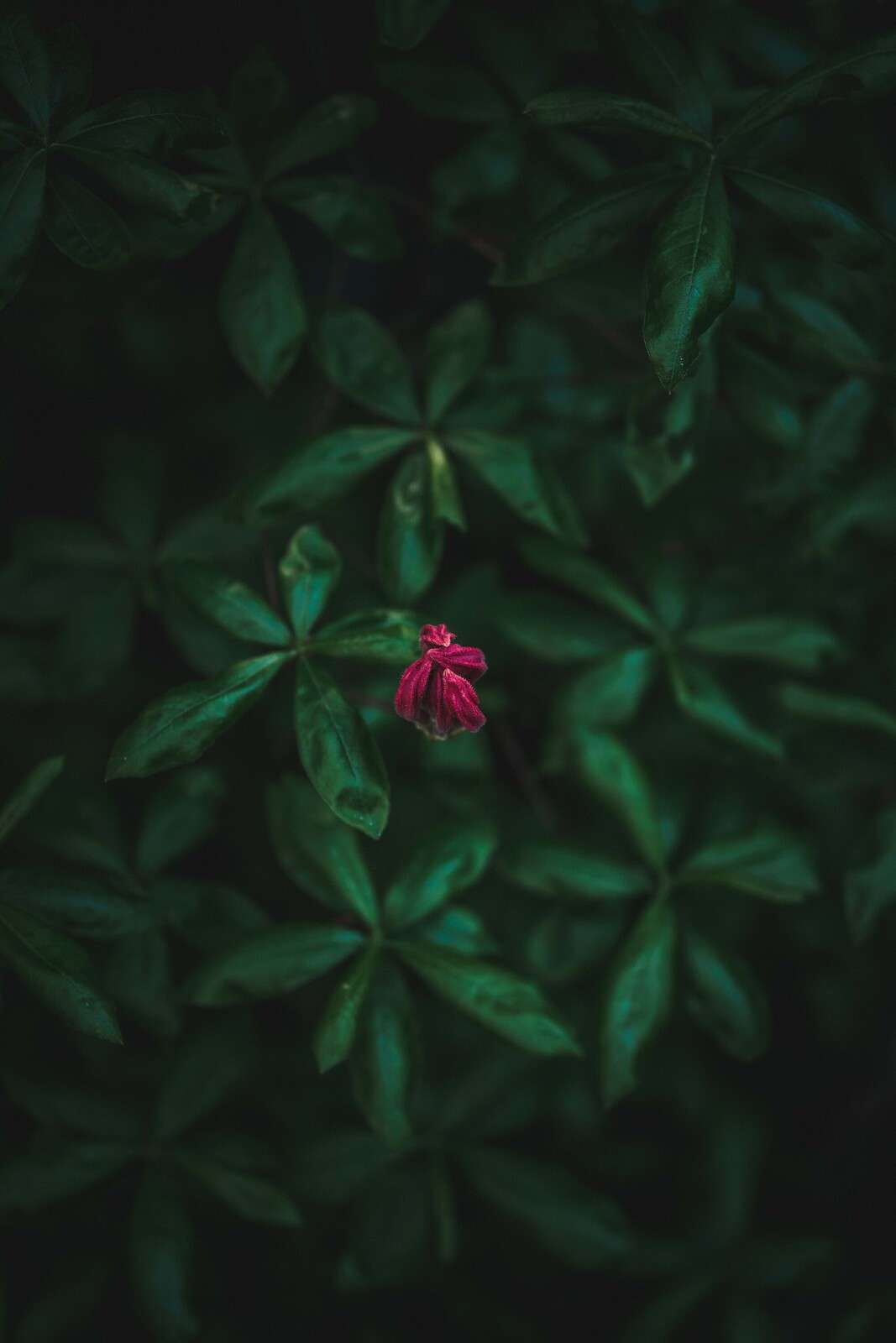Verborgen Blume zwischen Blättern