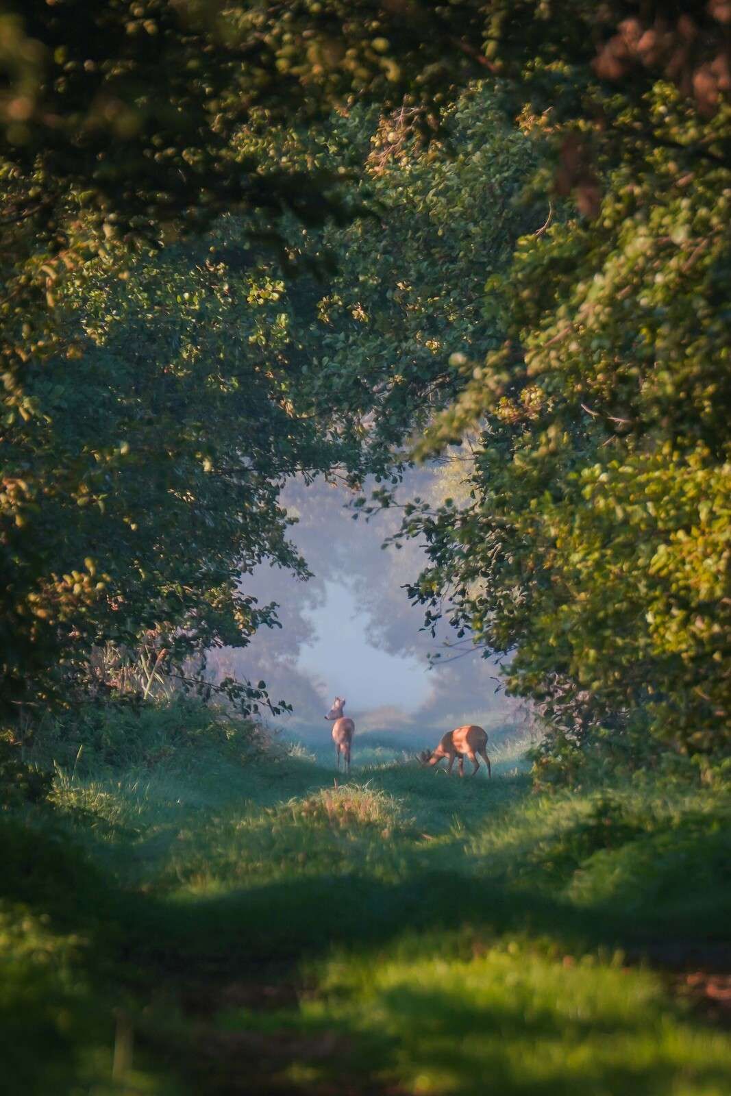 Bosdieren im Morgenlicht