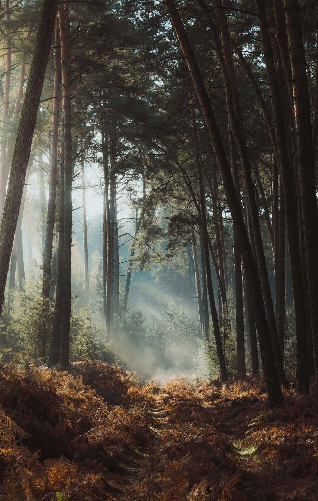 Herbstglanz im Grünen Wald
