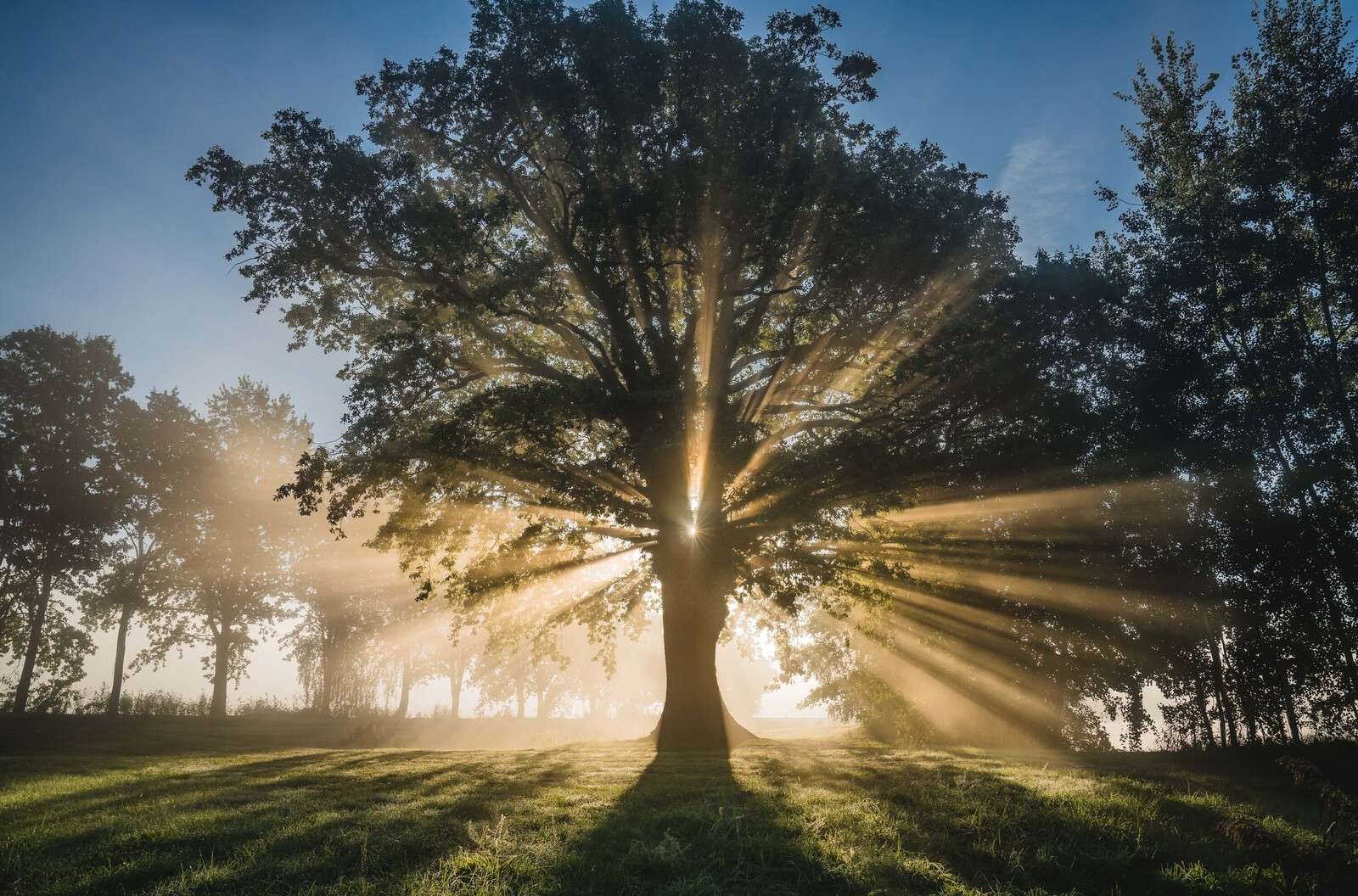 Sonnenstrahlen durch die Alte Eiche
