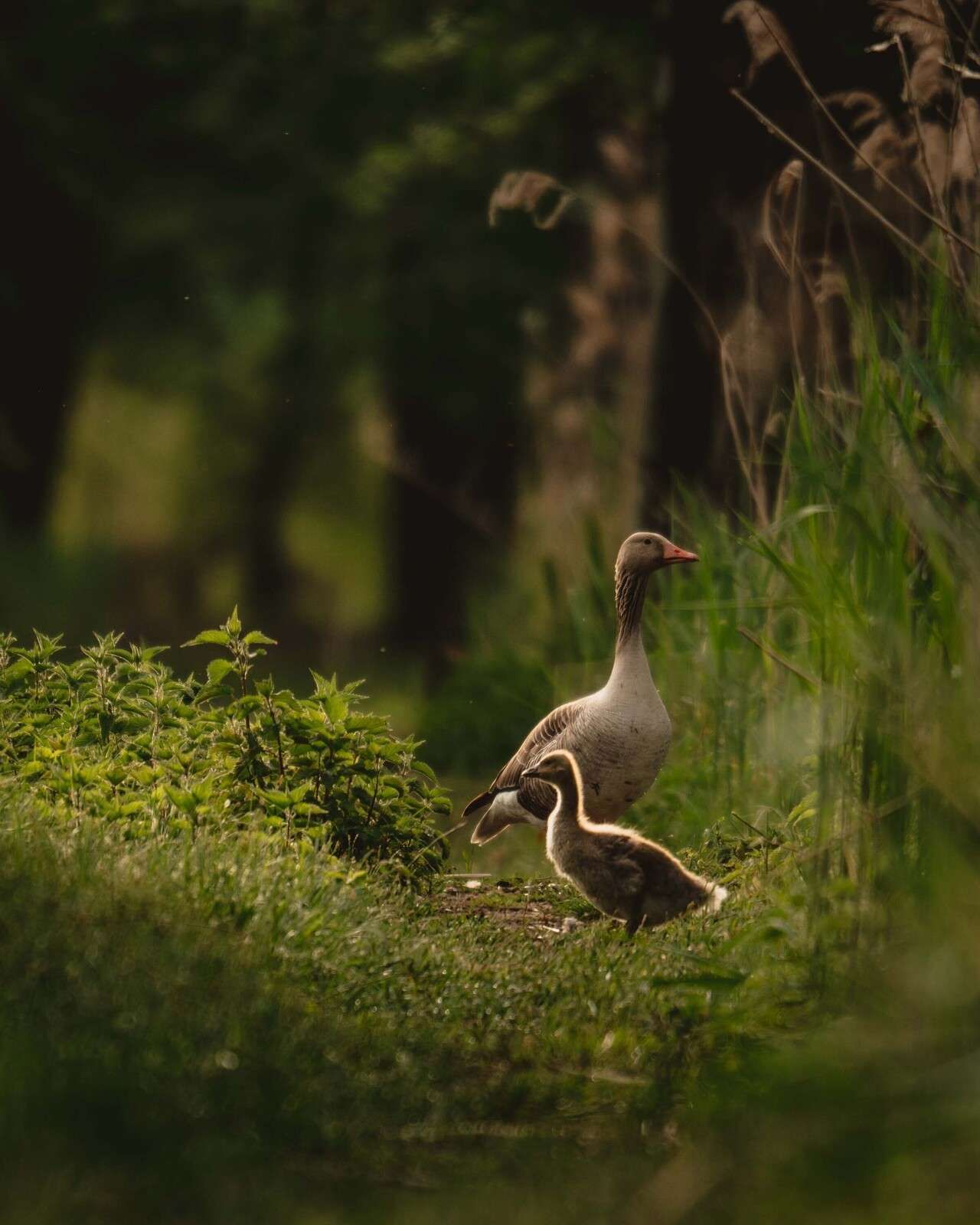 Ganzenfamilie im Wald