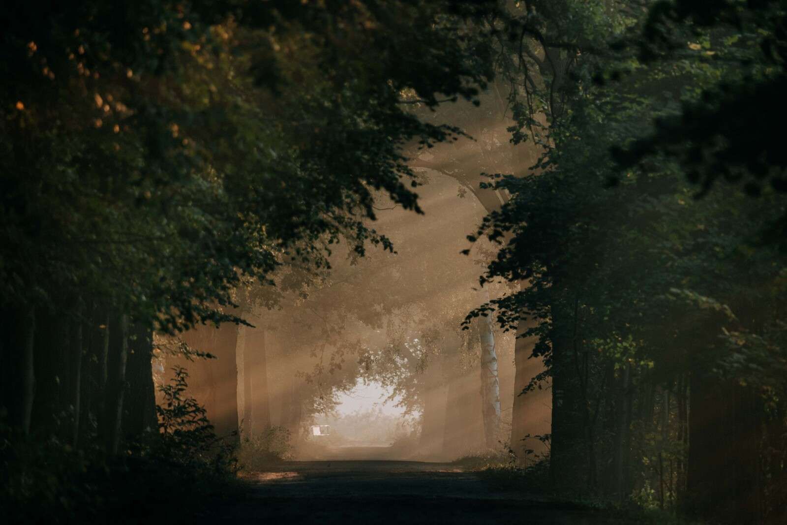 Goldenes Lichtspiel im Wald
