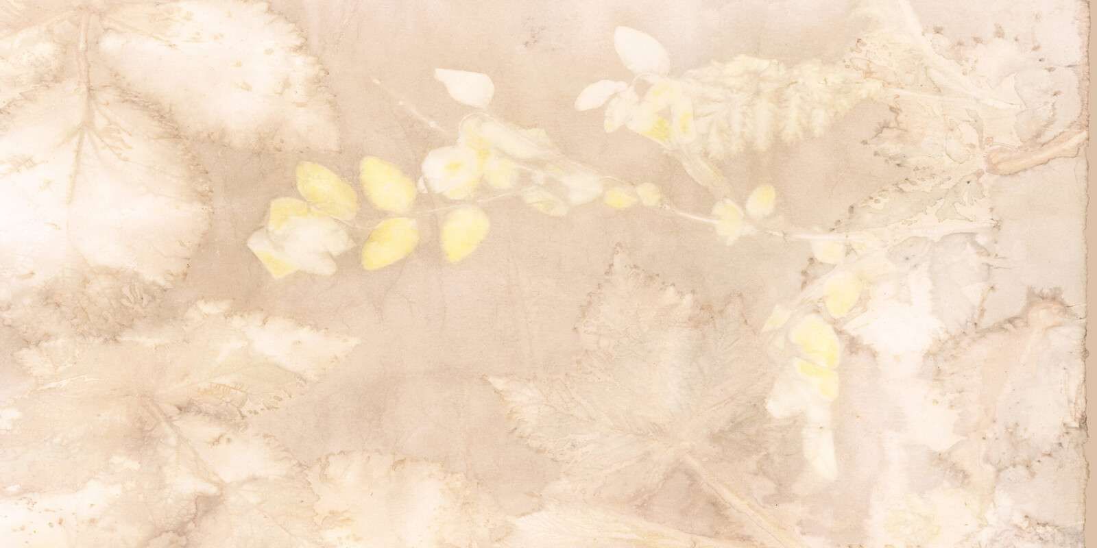 Schneebes und wilde Brombeere - Haselnuss