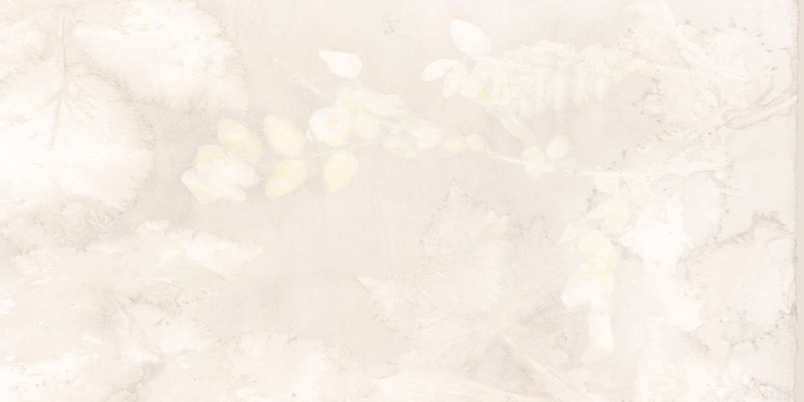 Schneebes und wilde Brombeere - Schattenspiel