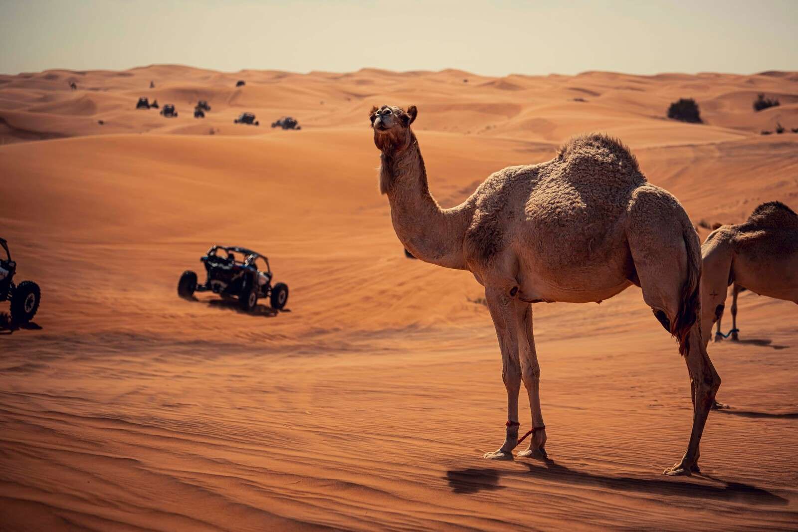 Offroad-Abenteuer in der Wüste