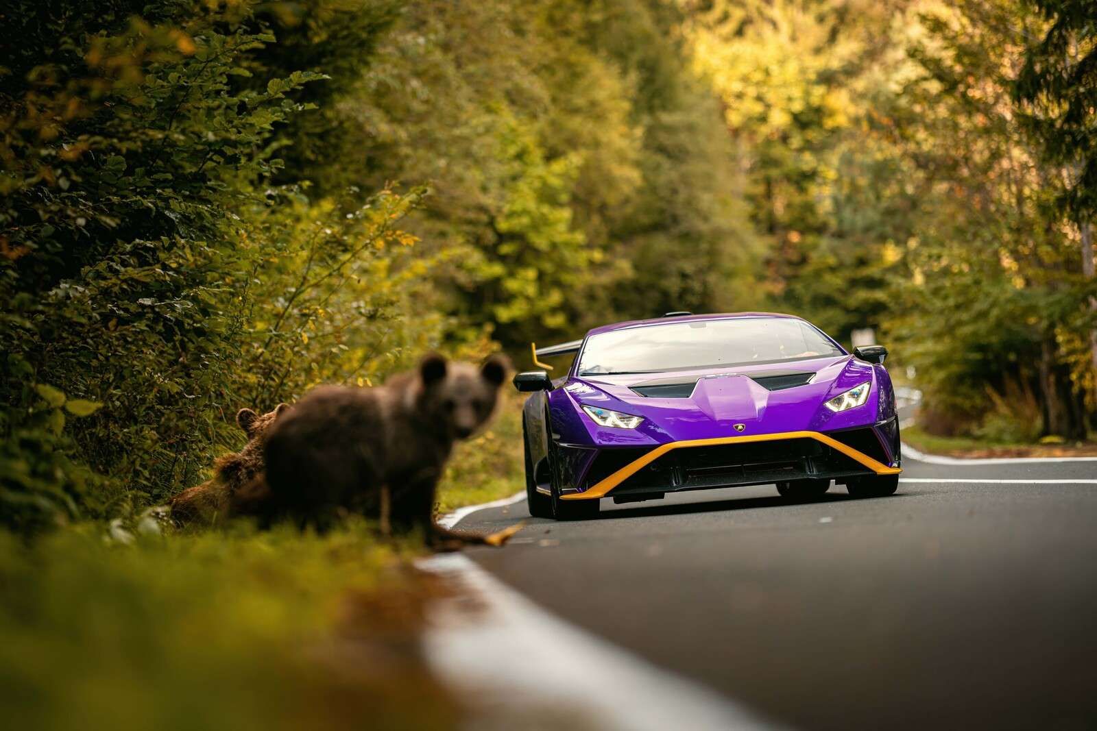 Lamborghini vs. Wildnis