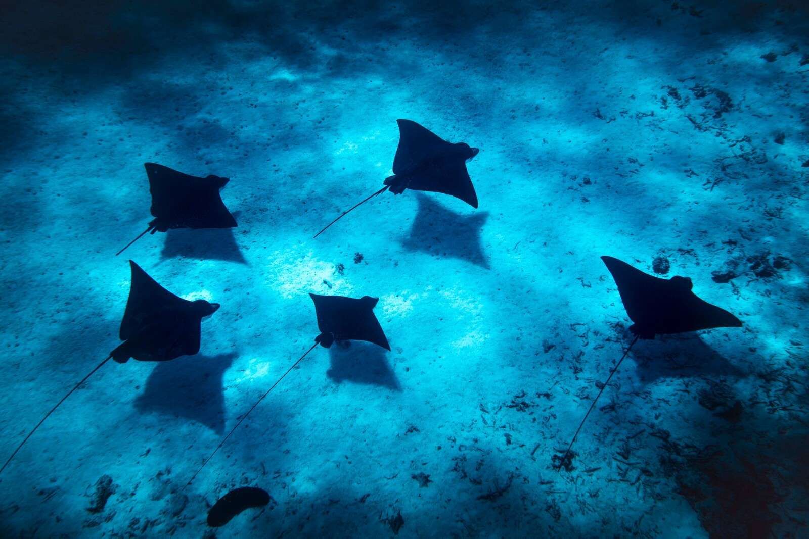 Manta rays schweben durch tiefblaue Riffe.