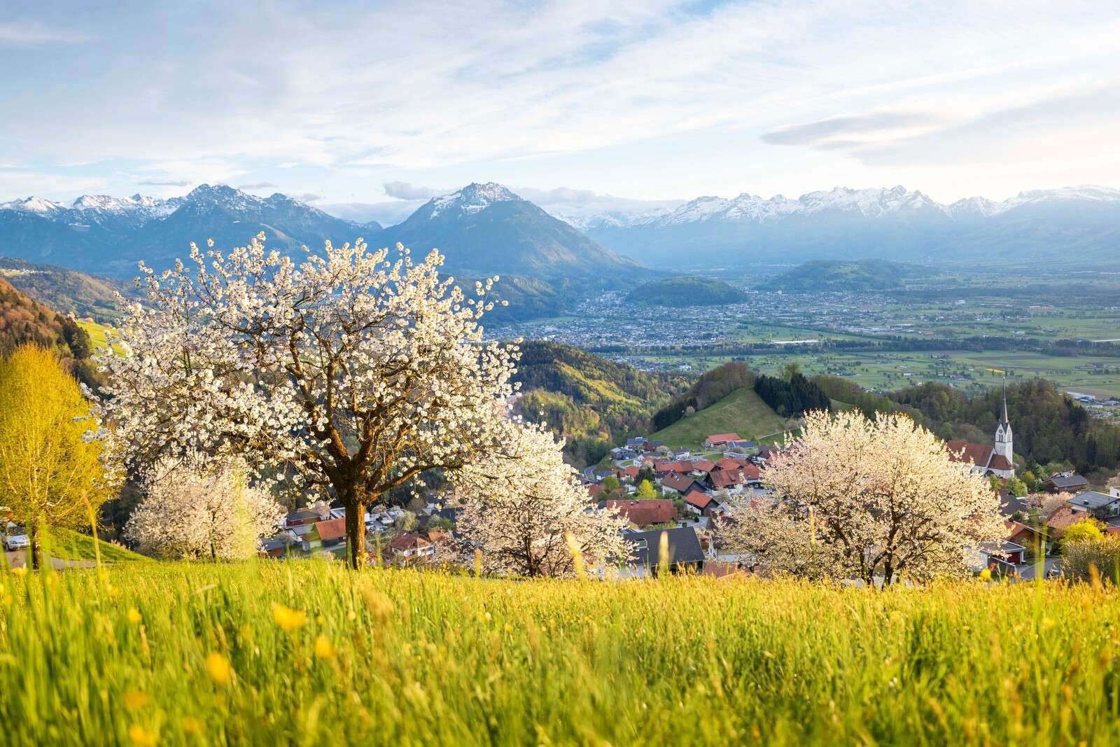 Blütenhügel mit Alpenblick