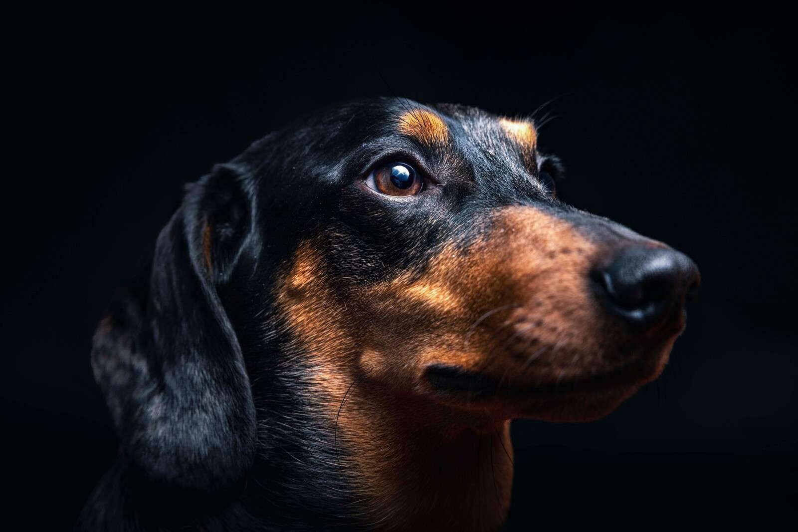 Porträt eines stolzen Dackels