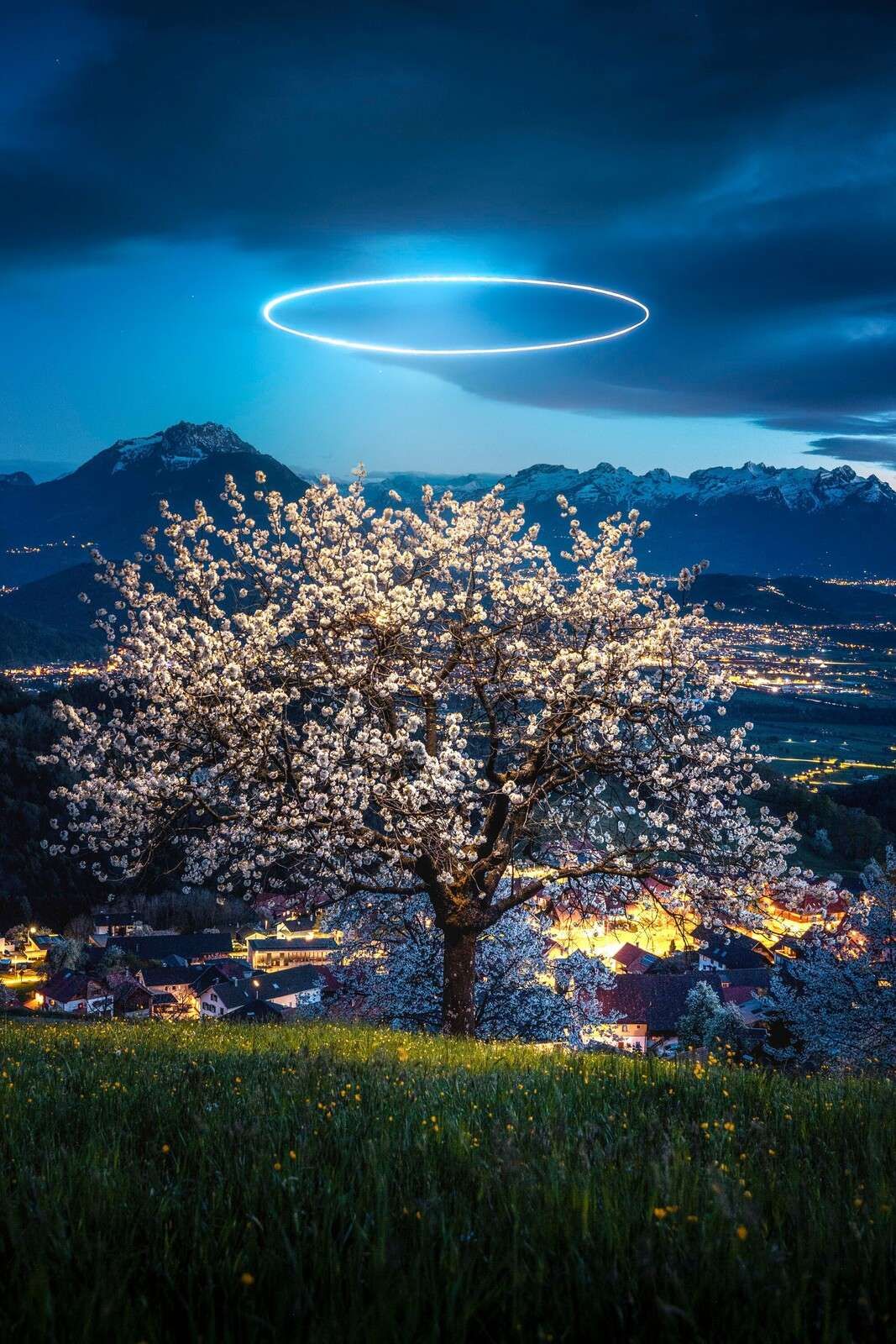 Blühender Baum im nächtlichen Licht.