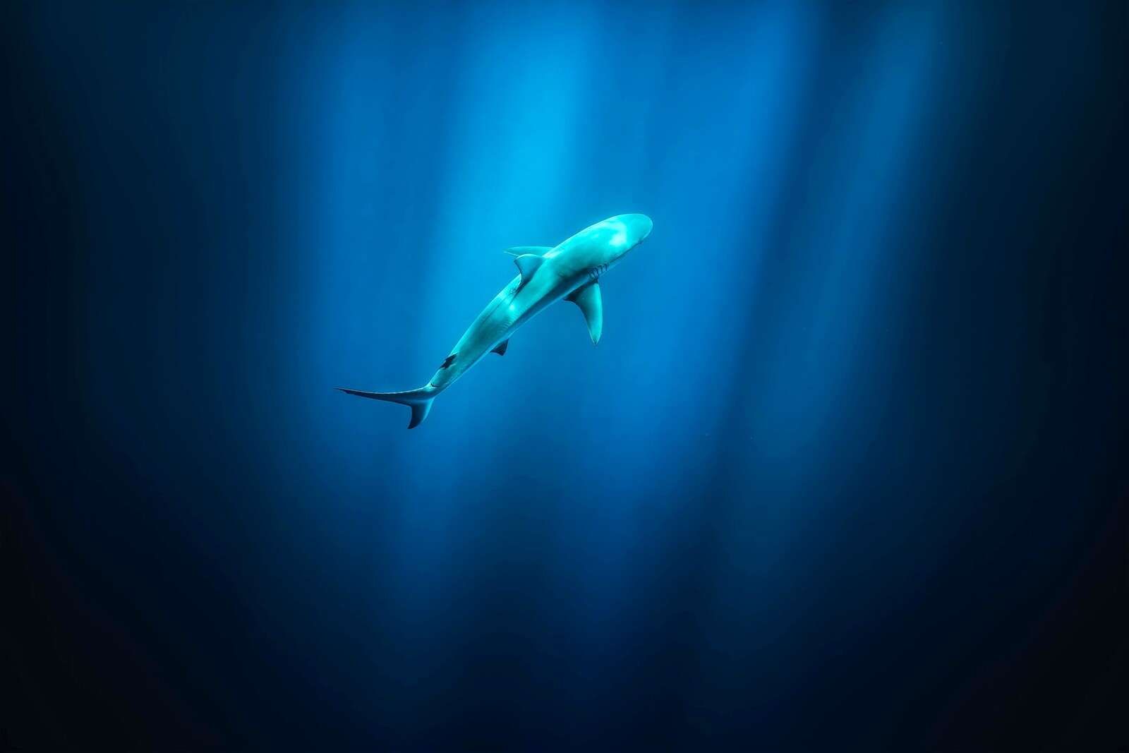 Hai im tiefblauen Ozeanlicht