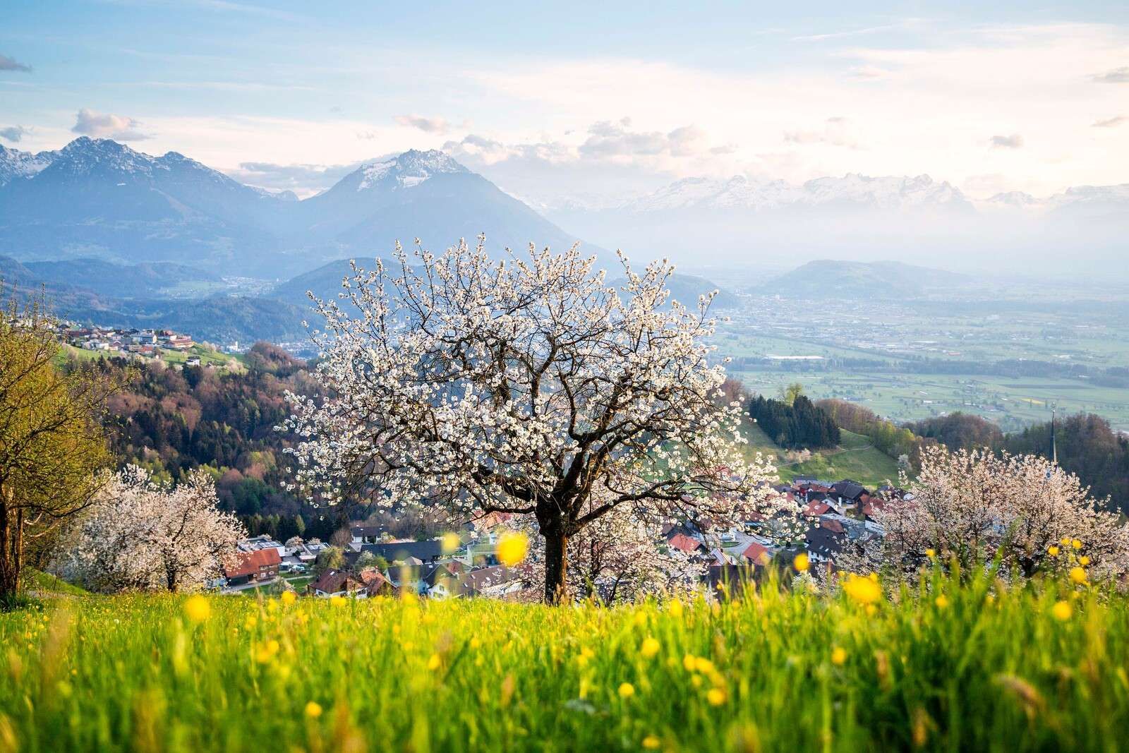 Blühender Baum im Bergtal bei Frühlingssonne.
