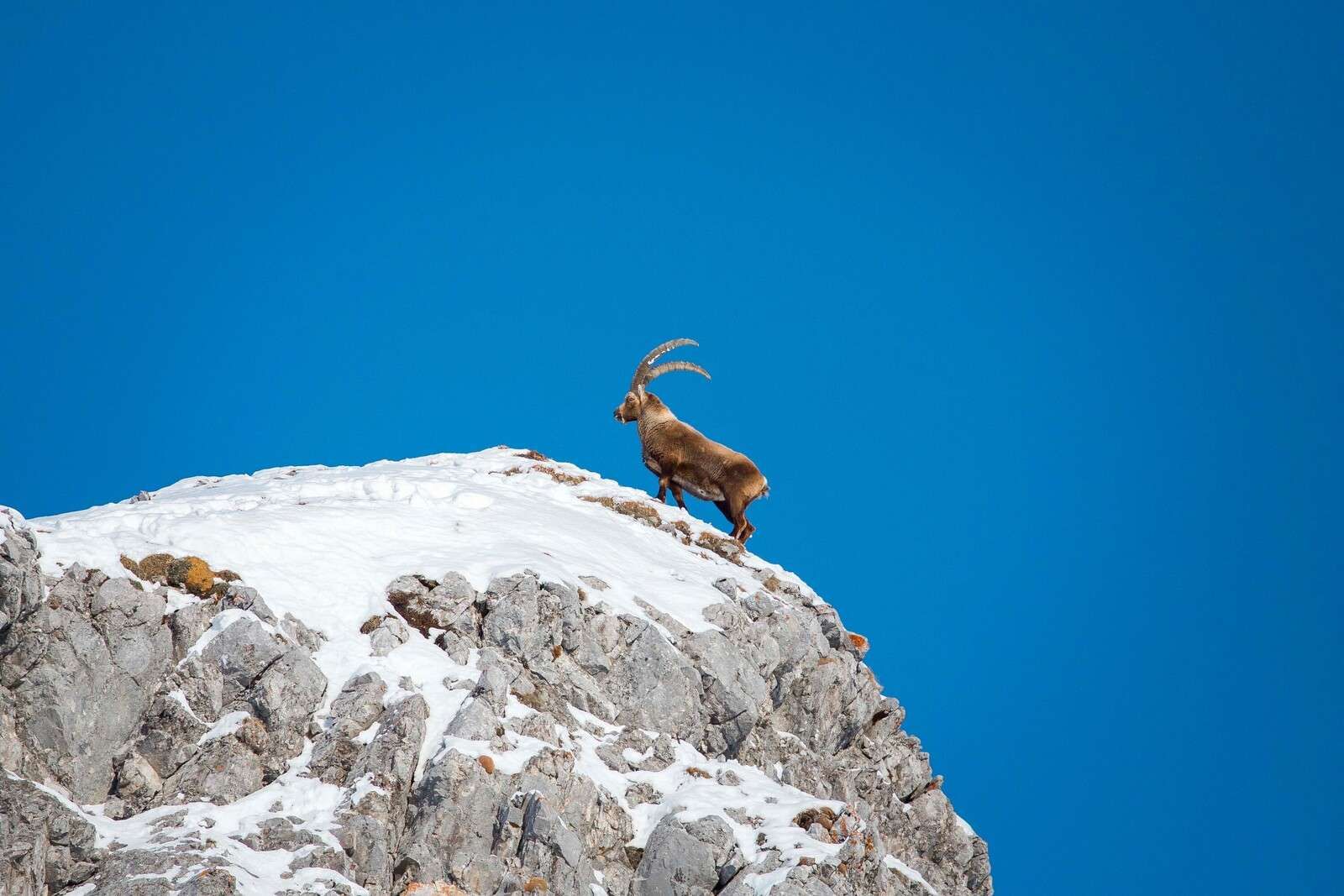 Steenbock auf verschneiter Felsenspitze