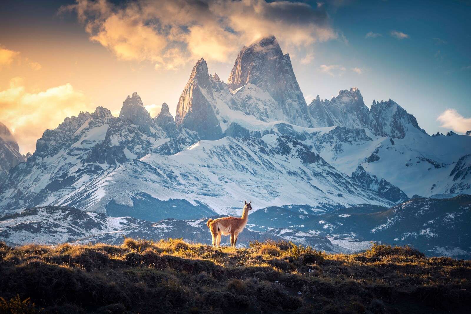Guanaco bei verschneiten Berggipfeln