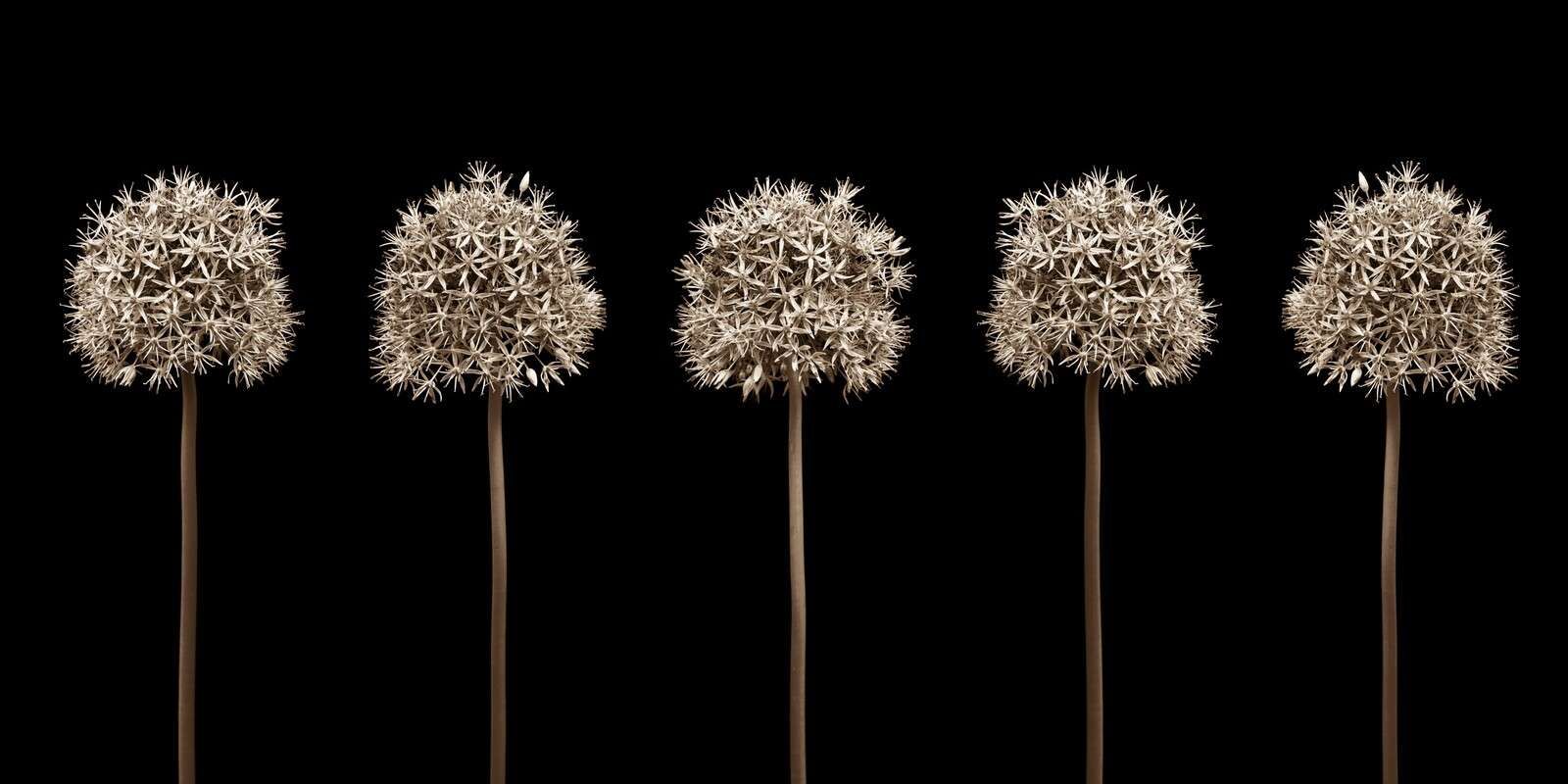 Gruppe von Allium-Blüten in einer Reihe, Nahaufnahme