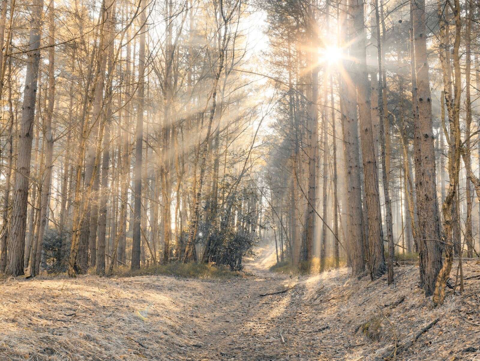 Sonnenstrahlen scheinen durch die Bäume im Wald