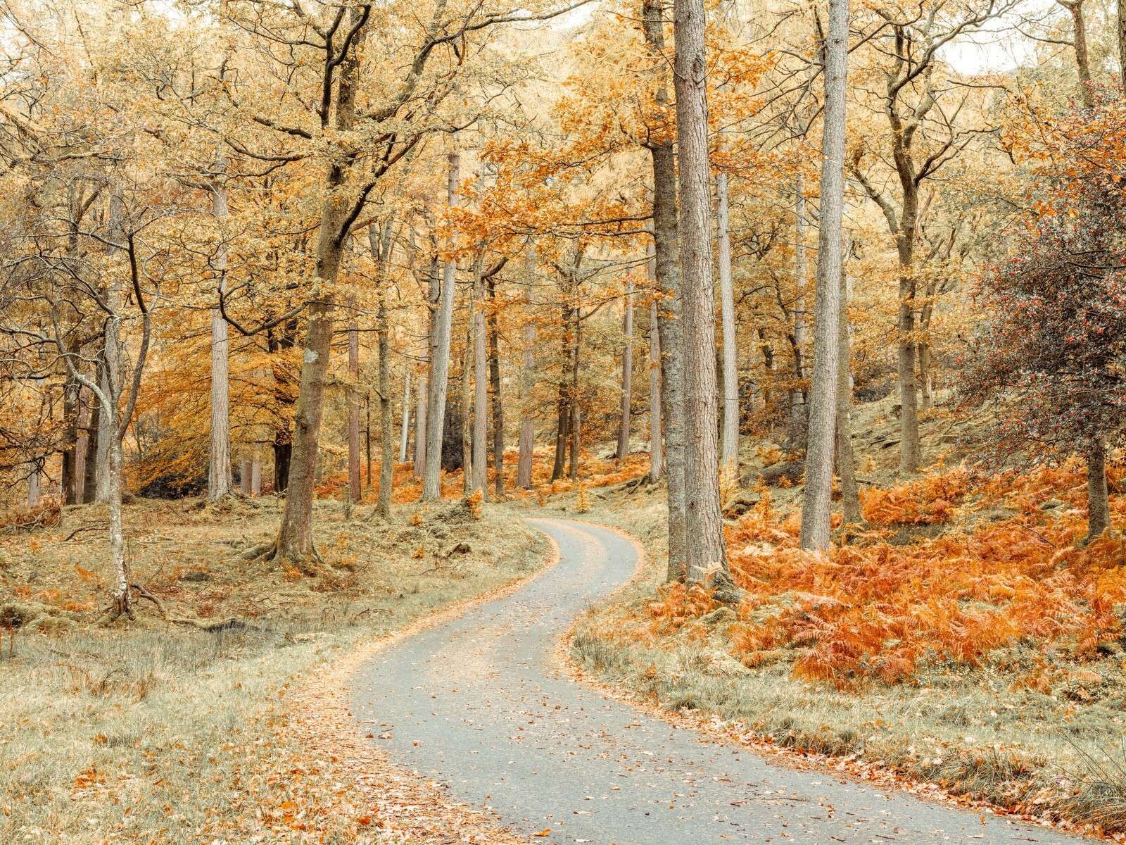 Weg durch den Wald