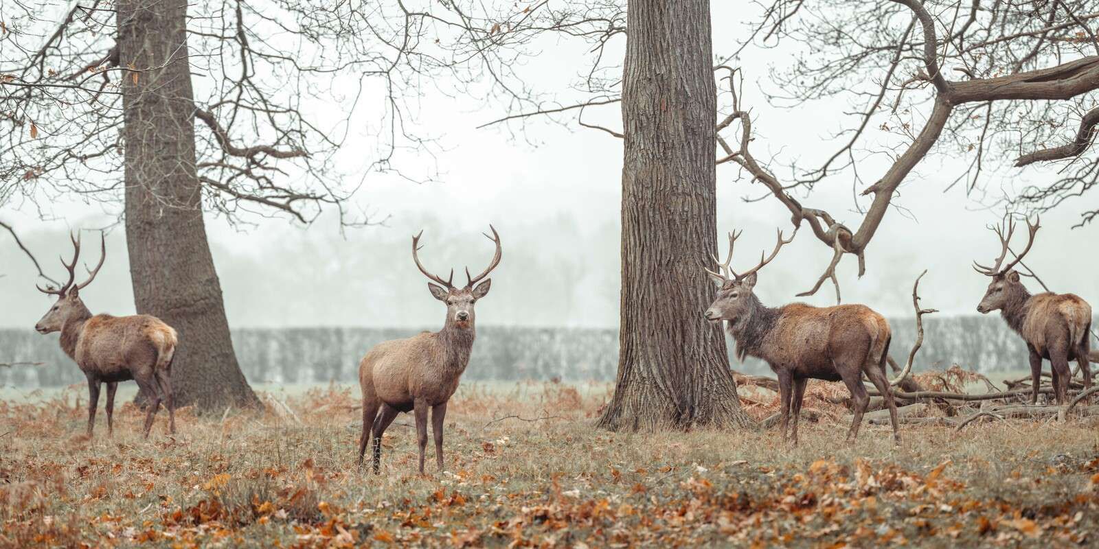 Hirsche im Wald