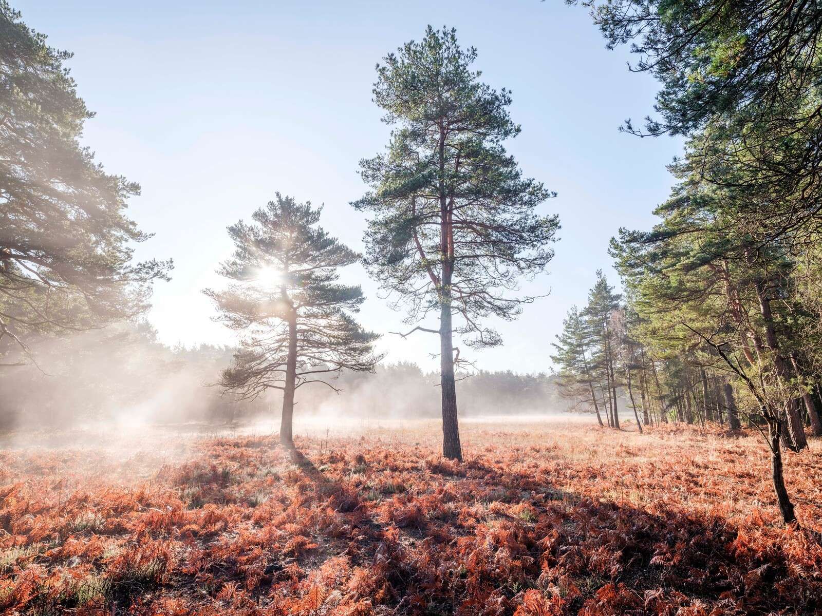 Sonne durch Bäume im Wald
