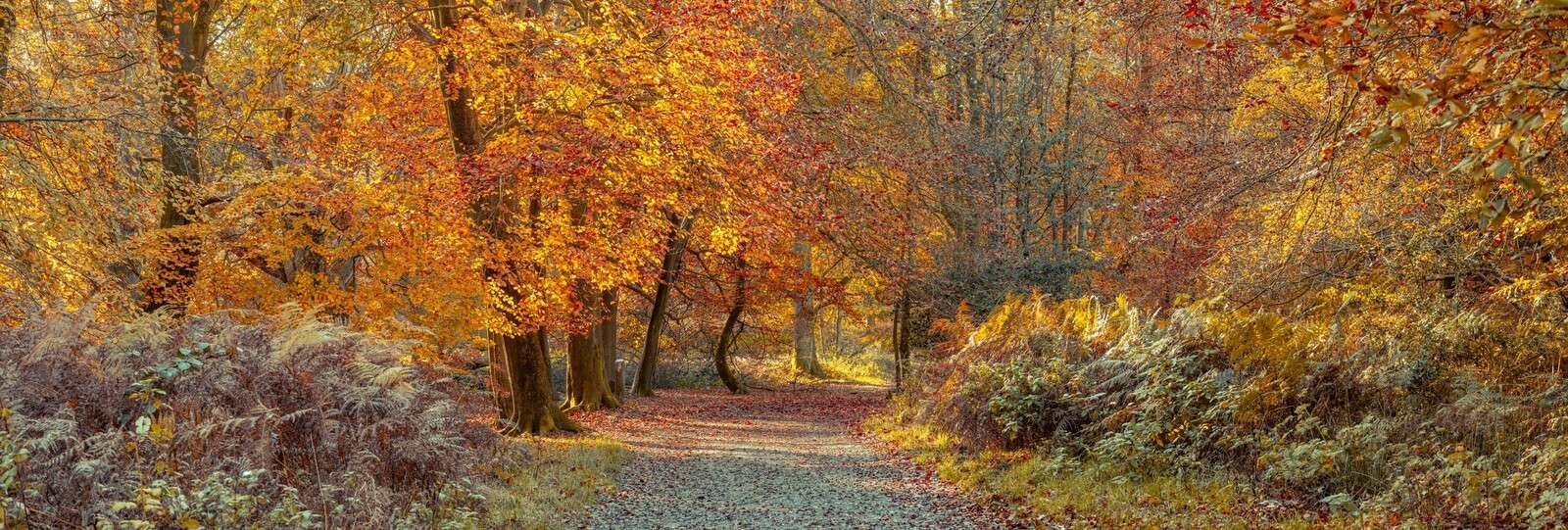 Pfad durch den Herbstwald
